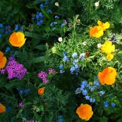 Partial Shade Wildflower Seed Mix -Daily Garden Joy Shop partial shade wildflower mix 1