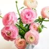 Pastel Ranunculus Mix -Daily Garden Joy Shop pastel ranunculus mix vase pink peach white