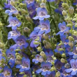 Blue Lips Penstemon -Daily Garden Joy Shop penstemon blue lips beardtongue