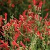 Compact Pineleaf Penstemon -Daily Garden Joy Shop penstemon compactum close up