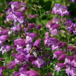 Pike's Peak Purple® Penstemon -Daily Garden Joy Shop penstemon mexicali pikes peak flowers pollinator