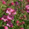 Red Rocks® Penstemon -Daily Garden Joy Shop penstemon mexicali red rocks 75796p 2