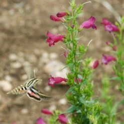 Daily Garden Joy Shop 13 Daily Garden Joy Shop -Daily Garden Joy Shop penstemon mexicali red rocks garnet w sphinx pat hayward plant select cropped
