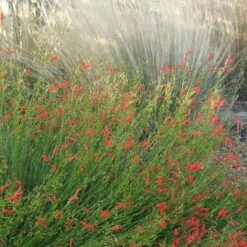 Pineleaf Penstemon -Daily Garden Joy Shop penstemon pinifolious with nassella cropped