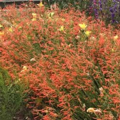 Luminous Pineleaf Penstemon -Daily Garden Joy Shop penstemon pinifolius luminous