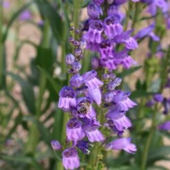 Rocky Mountain Penstemon -Daily Garden Joy Shop penstemon strictus 2