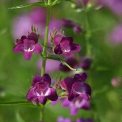 Pike's Peak Purple® Penstemon -Daily Garden Joy Shop penstemon x mexicali pikes peak purple pathayward plant select cropped