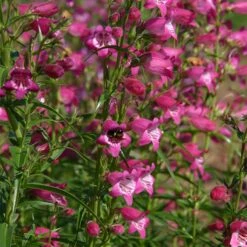 Red Rocks® Penstemon -Daily Garden Joy Shop penstemon x mexicali red rocks 21 plant select 1