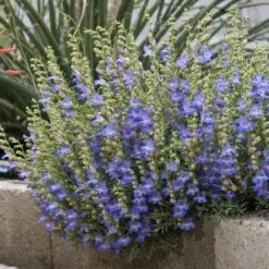 Blue Lips Penstemon -Daily Garden Joy Shop penstemon blue lips 78798 2 web