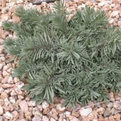 Blue Lips Penstemon -Daily Garden Joy Shop penstemon blue lips 78798 3 web