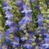 Blue Lips Penstemon -Daily Garden Joy Shop penstemon blue lips 78798 4 web