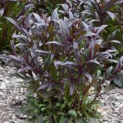 Dark Towers Penstemon -Daily Garden Joy Shop penstemon dark towers 02 35 1