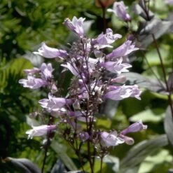 Dark Towers Penstemon -Daily Garden Joy Shop penstemon dark towers flowers 35