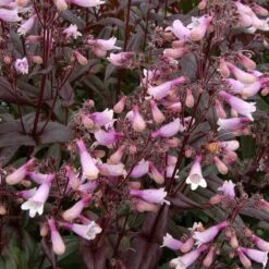 Dark Towers Penstemon -Daily Garden Joy Shop penstemon dark towers 2b