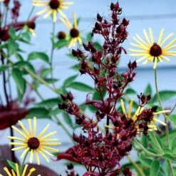 Dark Towers Penstemon -Daily Garden Joy Shop penstemon dark towers 3b