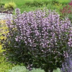 Dark Towers Penstemon -Daily Garden Joy Shop penstemon dark towers walters gardens cropped