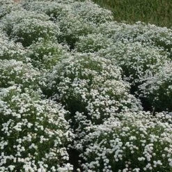 Peter Cottontail Yarrow -Daily Garden Joy Shop peter cottontail yarrow 4 4