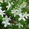 Desert Snow Mock Orange (Philadelphus) -Daily Garden Joy Shop philadelphus microphyllus desert snow