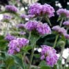 Kashmir False Sage (Phlomis) -Daily Garden Joy Shop phlomis cashmeriana plant select cropped
