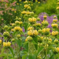 Hardy Jerusalem Sage (Phlomis) -Daily Garden Joy Shop phlomis russeliana lampwick plant jerusalum sage 2