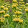 Hardy Jerusalem Sage (Phlomis) -Daily Garden Joy Shop phlomis russeliana lampwick plant jerusalum sage 3