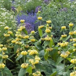 Hardy Jerusalem Sage (Phlomis) -Daily Garden Joy Shop phlomis russeliana lampwick plant jerusalum sage 4