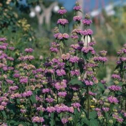 Kashmir False Sage (Phlomis) -Daily Garden Joy Shop phlomis cashmeriana 77103 3 web