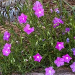 Perfect Pink Santa Fe Phlox -Daily Garden Joy Shop phlox nana perfect pink 1