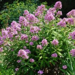 Jeana Garden Phlox -Daily Garden Joy Shop phlox paniculata jeana flowers