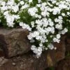 Snowflake Creeping Phlox 1 Snowflake Creeping Phlox -Daily Garden Joy Shop phlox subulata snowflake 1