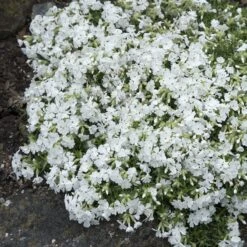 Snowflake Creeping Phlox -Daily Garden Joy Shop phlox subulata snowflake 3