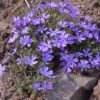 Violet Pinwheels Phlox -Daily Garden Joy Shop phlox violet pinwheels 1