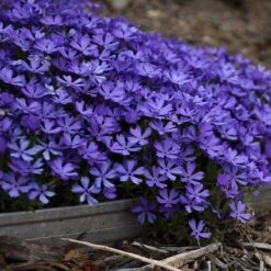 Violet Pinwheels Phlox -Daily Garden Joy Shop phlox violet pinwheels 2