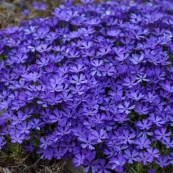 Violet Pinwheels Phlox -Daily Garden Joy Shop phlox violet pinwheels 3