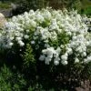 David Garden Phlox -Daily Garden Joy Shop phlox david 1 1 7