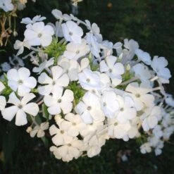 David Garden Phlox 8 David Garden Phlox -Daily Garden Joy Shop phlox david 1 2