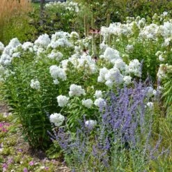 David Garden Phlox 9 David Garden Phlox -Daily Garden Joy Shop phlox david and perovskia 2 1 1