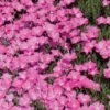 Perfect Pink Santa Fe Phlox -Daily Garden Joy Shop phlox nana perfect pink 77114 web 1 1