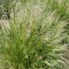 Pixie Fountain Tufted Hair Grass -Daily Garden Joy Shop pixie fountain tufted hair grass