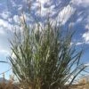 Mini Oat Grass (Poa) -Daily Garden Joy Shop poa secunda var juncifolia sky