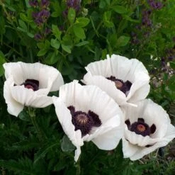 Royal Wedding Oriental Poppy -Daily Garden Joy Shop poppy royal wedding and baptisia twilight ablanton