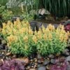 Poquito™ Butter Yellow Agastache -Daily Garden Joy Shop poquito butter yellow agastache 1