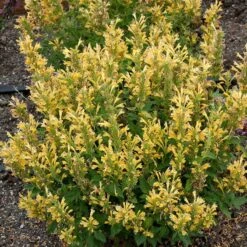 Poquito™ Butter Yellow Agastache -Daily Garden Joy Shop poquito butter yellow agastache 3