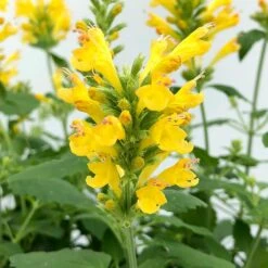 Poquito™ Butter Yellow Agastache -Daily Garden Joy Shop poquito butter yellow agastache 4