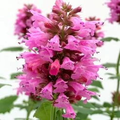 Poquito™ Lavender Agastache -Daily Garden Joy Shop poquito lavender agastache close up