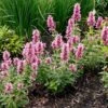 Poquito™ Lavender Agastache -Daily Garden Joy Shop poquito lavender agastache garden