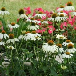 PowWow® White Echinacea 8 PowWow® White Echinacea -Daily Garden Joy Shop pow wow white echinacea