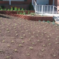 Prestige™ Buffalo Grass Plugs -Daily Garden Joy Shop prestige just planted plugs close 1