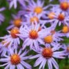 Professor Kippenberg New York Aster -Daily Garden Joy Shop professor kippenberg aster