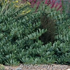 Pawnee Buttes® Sand Cherry (Prunus) -Daily Garden Joy Shop prunus besseyi pawnee buttes4 1